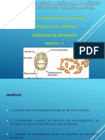 Fisiología de Las Levaduras