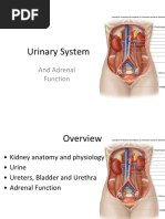 Urinary System: and Adrenal Function