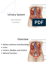 Urinary System: and Adrenal Function