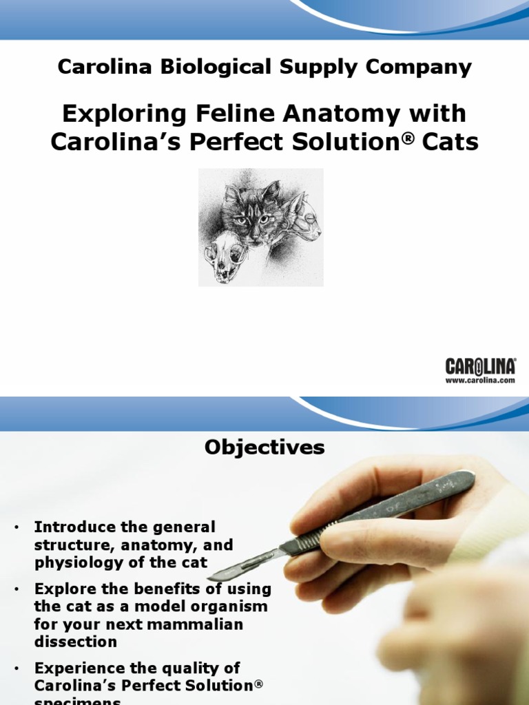 Cat Dissection PDF Liver Abdomen