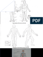 Representation of The Nerves On The Skin