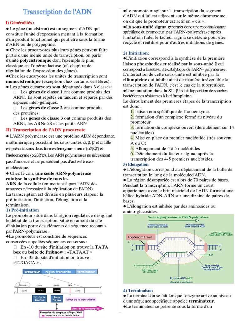 Transcription ADN : Procaryotes vs Eucaryotes | PDF | Traduction ...