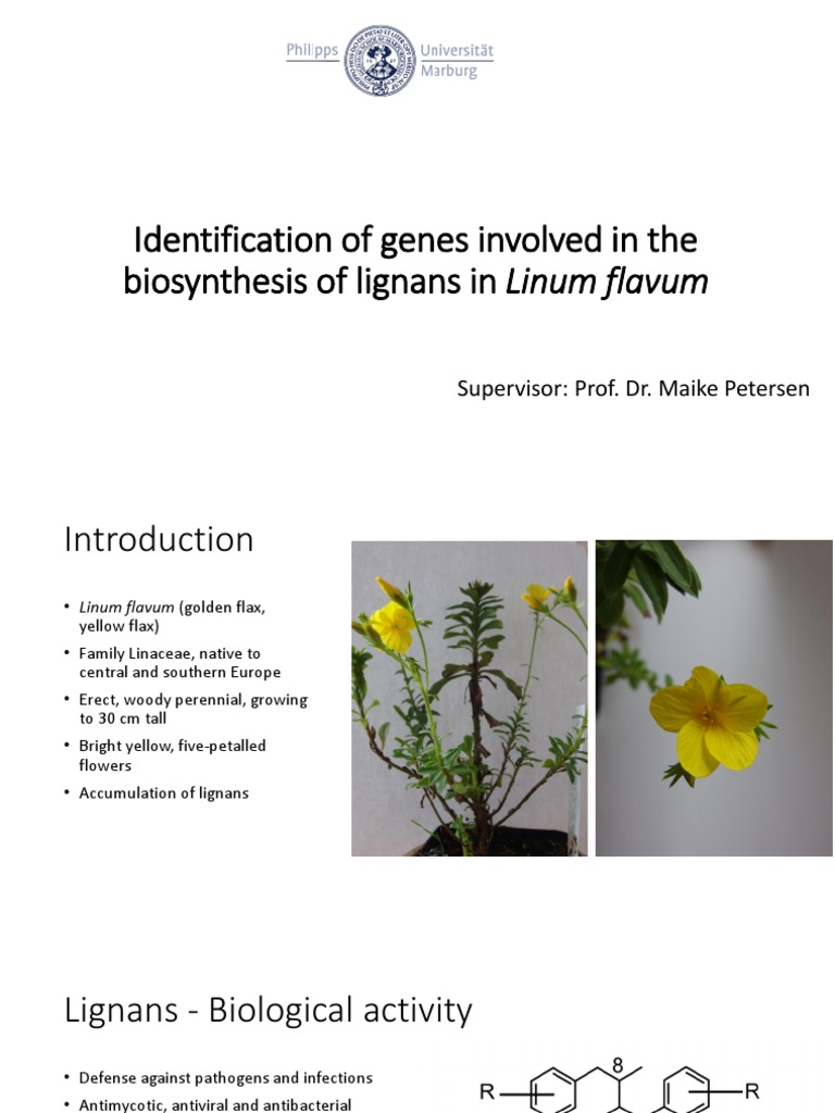 Lignan Biosynthesis Genes in Linum Flavum | PDF | Enzyme Assay ...