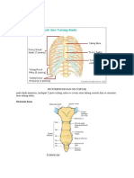 anatomi fisiologi dada abdomen.docx