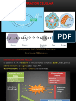 RESPIRACION CELULAR.pptx
