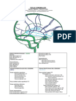 Venas Cerebrales.pdf