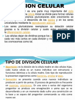 Division Celular