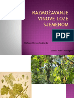 Razmožavanje Vinove Loze Sjemenom Asmira