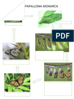 El Cicle Vital de La Papallona