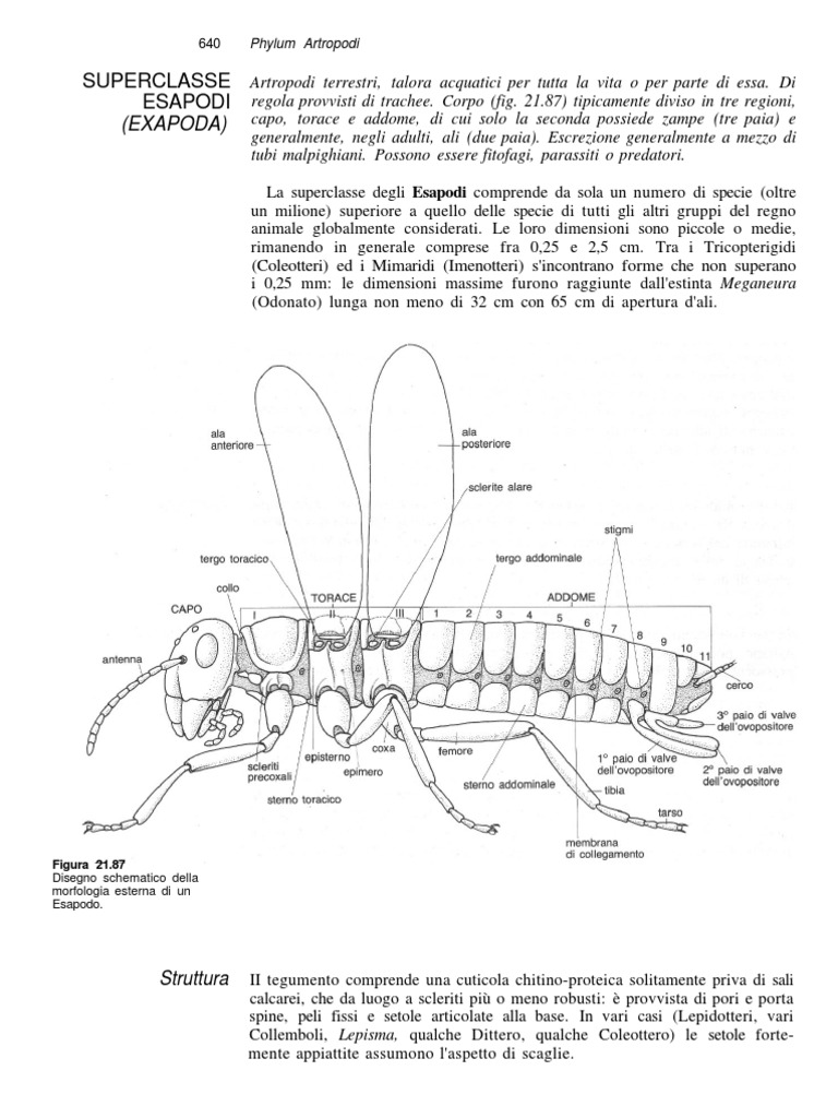 Entomologia Trattato Sugli Insetti | PDF