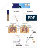 Respiración en seres vivos