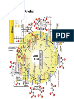 Ciclo de Krebs