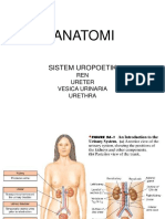 Anatomi Sistema Uropoetika