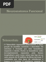 Neuro Anatomia