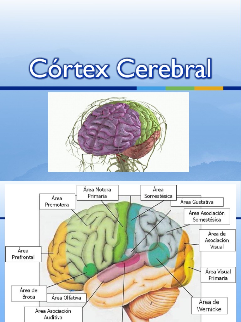Córtex Cerebral | PDF | Telencéfalo | Matéria cinzenta, image size:768x1024