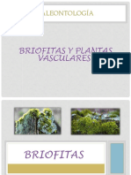 Briofitas Y Plantas Vasculares