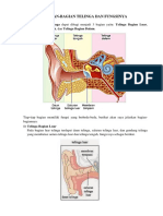 Bagian Telinga