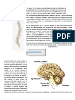 El Sistema Nervioso Central