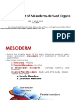 Development of Mesoderm-Derived Organs: 4BIO-4 / 4BIO - 8/ 4BIO-9 (Batch 2019)