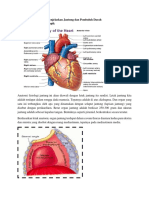 ANATOMY JANTUNG