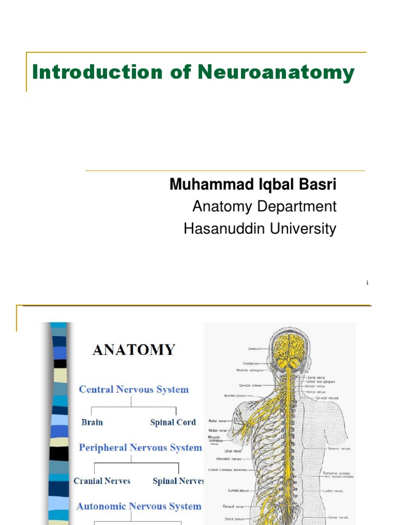 Introduction to Neuroanatomy Basics | PDF | Nerve | Neuron