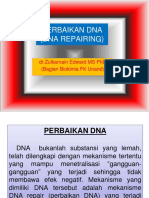 Dna Repair