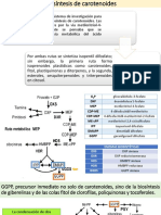 Biosíntesis de Carotenoides
