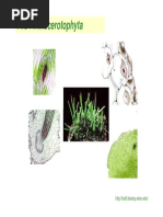 Anthocerotophyta