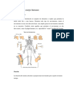 Sistemas Del Cuerpo Humano