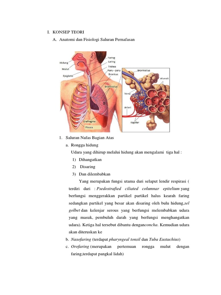 Lp Pneumonia Pdf