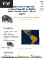 Criopreservação de Tecido Testicular de Catetos