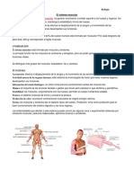 El Sistema Muscular