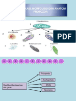 protozoa.pptx