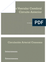 Anatomía Vascular Cerebral