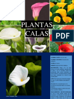 plantas-calas
