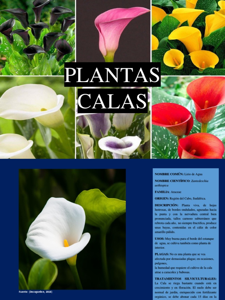 Plantas Calas | PDF | Hoja | Flores