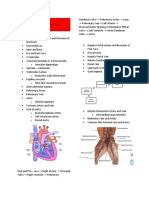 Circulatory System: Gastrosplenic Spleen