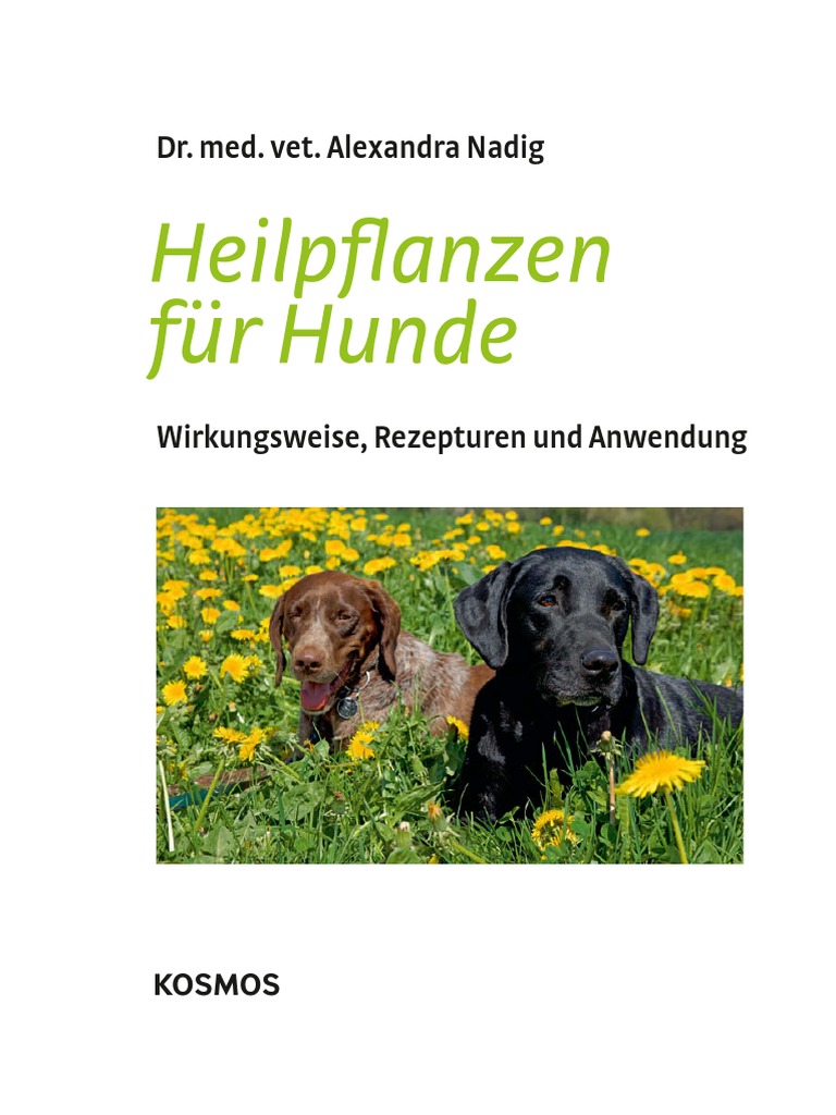 Hund Tunkt Katze Youtube