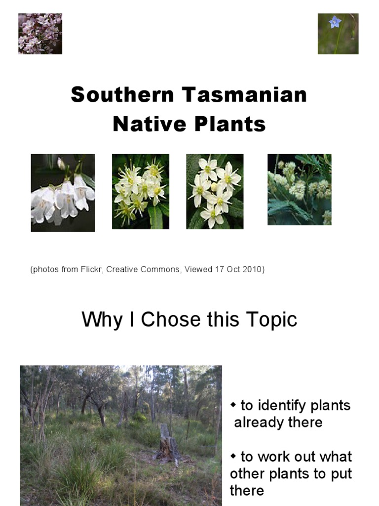 Tasmanian Native Plant Guide | PDF | Botany | Plants