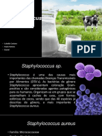 Seminário Staphylococcus Ssp
