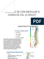 Conus Medullaris and Cauda Equina Tumors