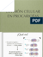 Reproducción Celular en Procariotas