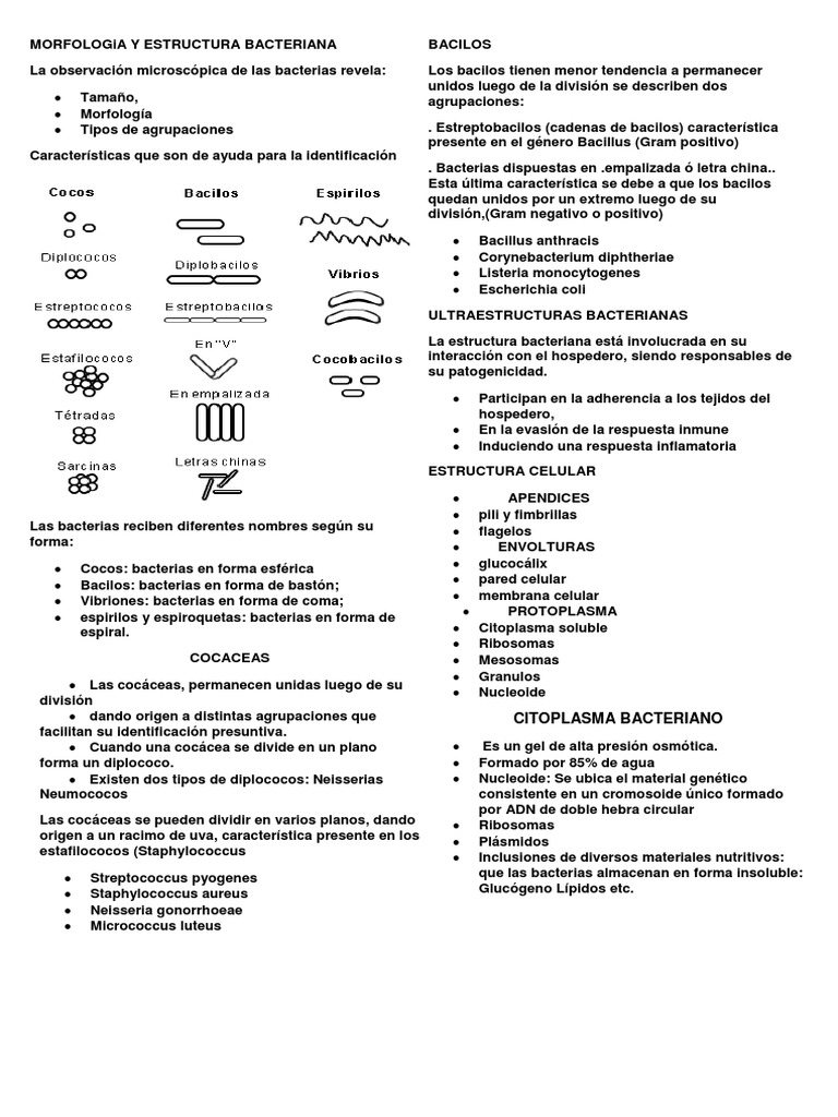 Morfología y Estructura de Bacterias | PDF | Las bacterias | Biología ...