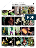 FRUTOS da MATA ATLÂNTICA.pdf