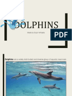 dolphins.pptx