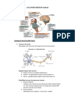 Anatomi Fisiologi Sistem-saraf