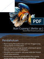 Ikan Cupang (Betta SP)