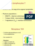 Lymphocytes T