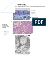 HISTOLOGI