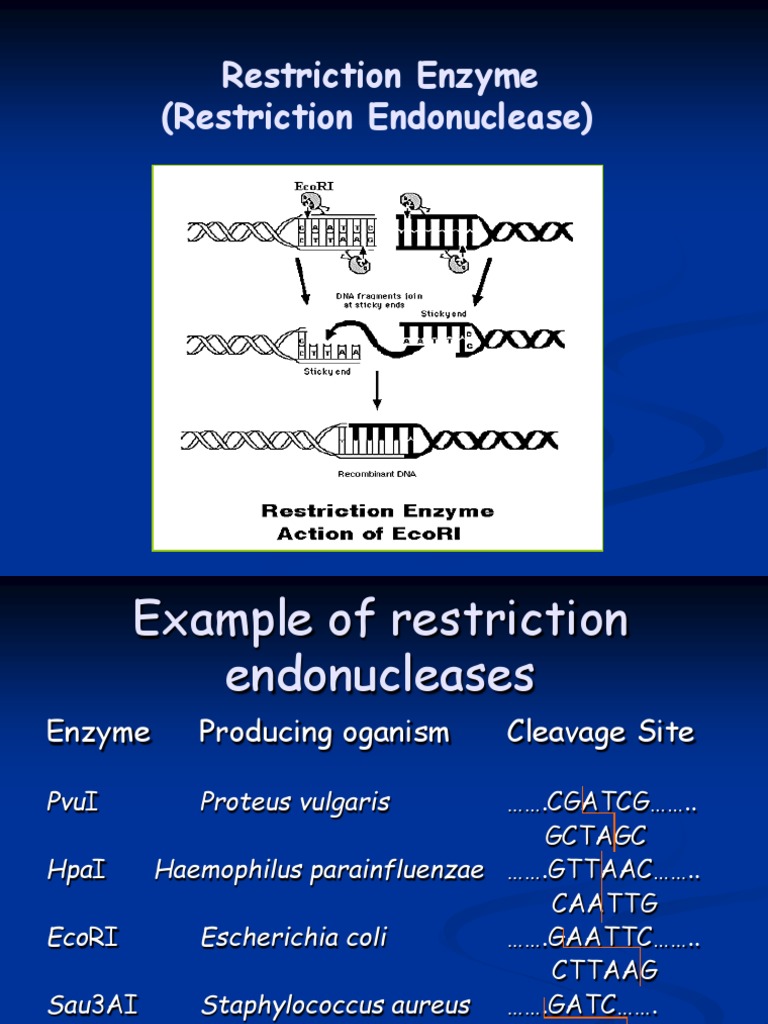 Restriction Enzyme (Restriction Endonuclease) PDF Primer (Molecular
